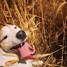 David Barkwill's avatar