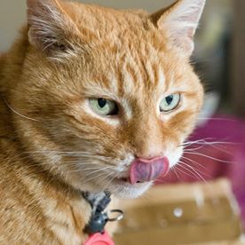 Sarah Bryden-Bradley's avatar