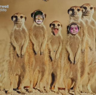 David Simpson's avatar