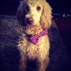 Molly Moo's avatar