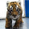 Sukhdeep Ghuttora's avatar