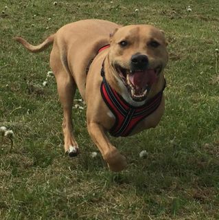 Shane Wallace's avatar