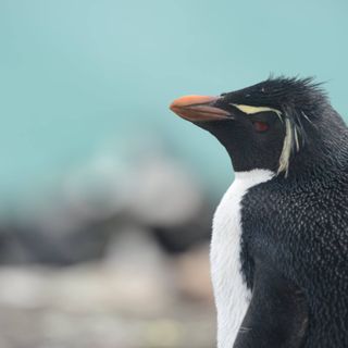 Felicity Fulwood's avatar