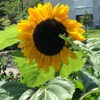 Susana Sunflower's avatar