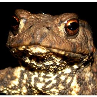 Richard Menari's avatar