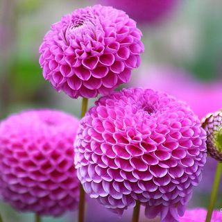 Shamnaz Nandally's avatar