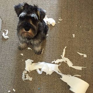 Pippa Robinson's avatar