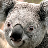 Christine Snowball's avatar