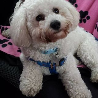 Pattie Scarborough Chadwick's avatar