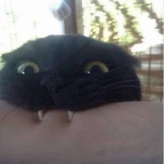 Lord-Peter Garside's avatar