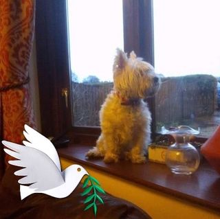 Nigel Boardman's avatar