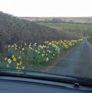 Janis Herriot's avatar