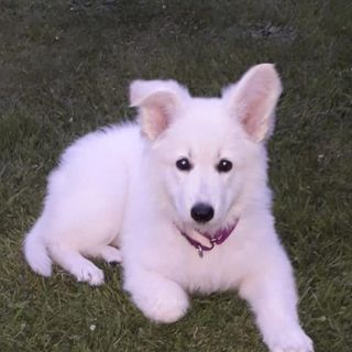 Tony Morris's avatar