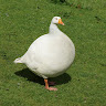 Truffle Goose's avatar