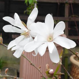 Sharon Banyard's avatar