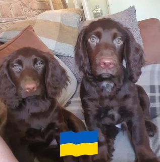 Darren Trev Parker's avatar