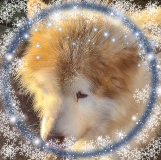 Sandra Springett's avatar