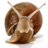 Doofgreed's avatar
