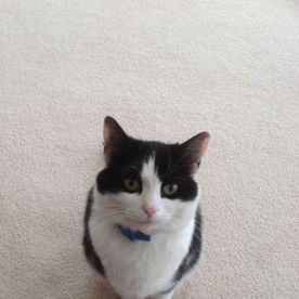 Sandra Jacobs's avatar