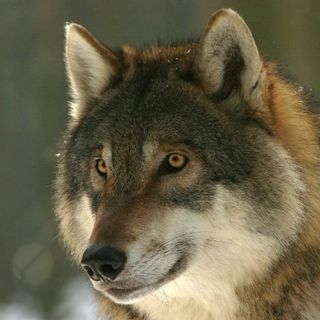 Simeon Krachunov's avatar