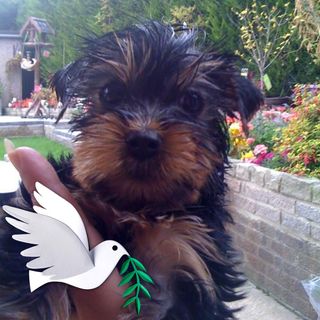 Vicki Williams's avatar