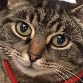 Nicci O'Gara's avatar