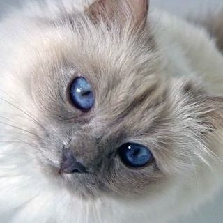 Louise Rasmussen's avatar