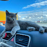 Adopt AnAnimal's avatar