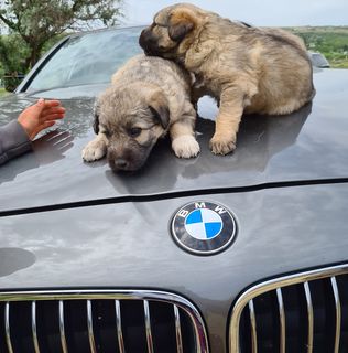 Ciprian Decis's avatar