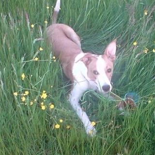 Adrian James's avatar