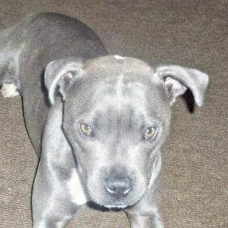 Anthony Pemberton's avatar