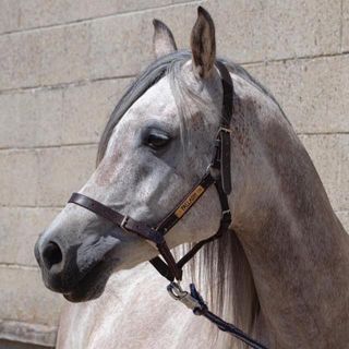 Abigail Chamberlain's avatar