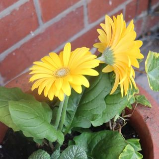 Kate Farminer's avatar