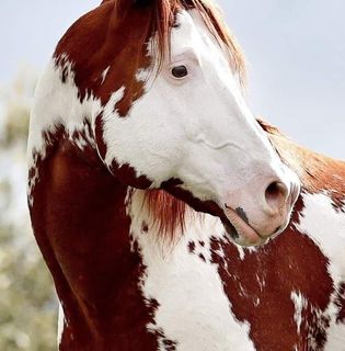 Nikolas Lary's avatar