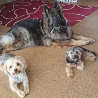 Sharon Elliott's avatar