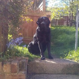 Les Davidson's avatar