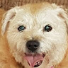 Samantha Collins's avatar