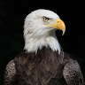 From the Eye of an Eagle's avatar
