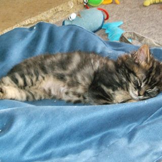 Peggysue Gill's avatar