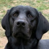 Steve Chawner's avatar