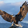 aborja62@googlemail.com's avatar