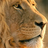 Adam Abraham's avatar