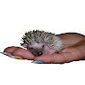 Deborah Lindsay's avatar