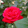 Tasab mohammad's avatar