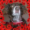 Karen Gibbs Hinchey's avatar
