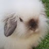 Bobs Lops's avatar