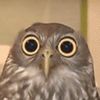 John Southwell's avatar