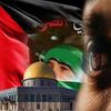Mustafa Shat's avatar