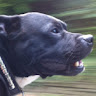APT's avatar