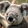 Jordan Cannings's avatar